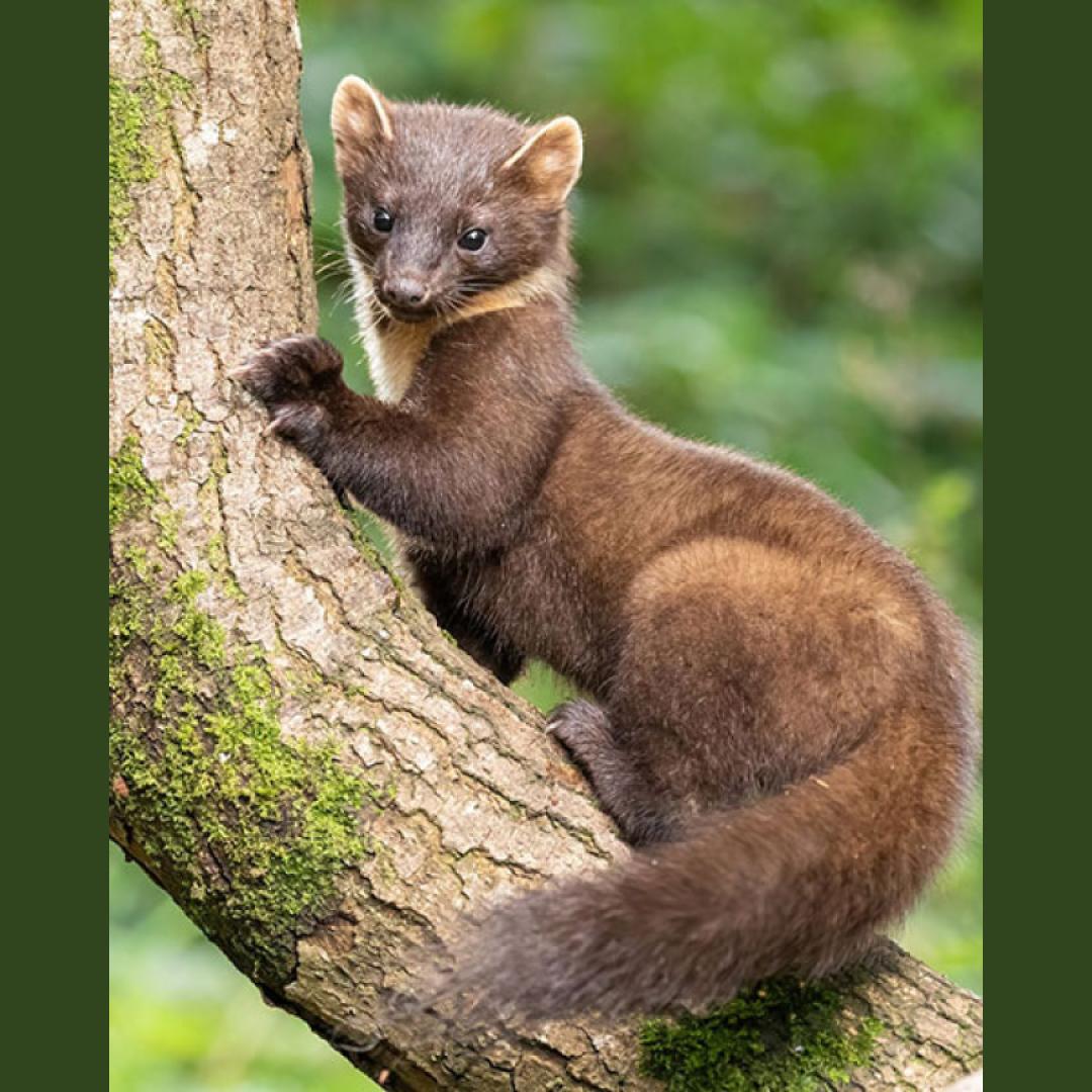 Familiedag: Ontdek de kleine marters bij de Natuur- en Vogelwacht
